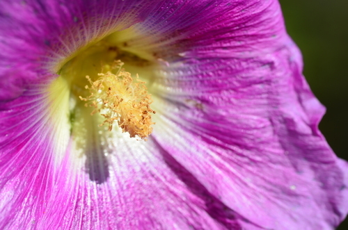 Foto a macroistruzione del fiore viola